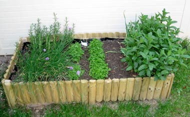 Growing herbs in a container