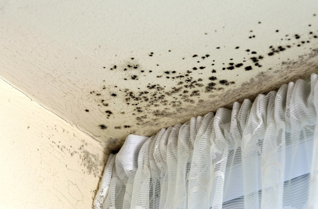 Damp and mould in caravan