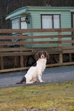 caravanning dog