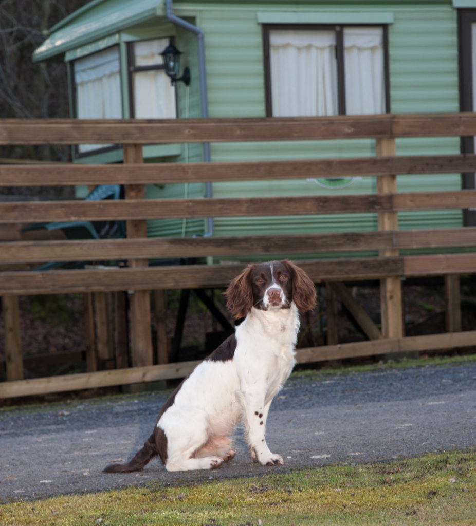 National Pet month poll - dog on holiday park