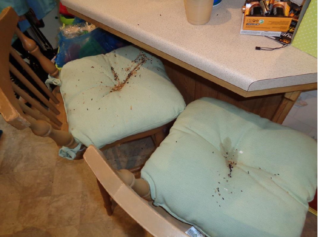 Video: Top tips to avoid vermin in your static caravan - Leisuredays News