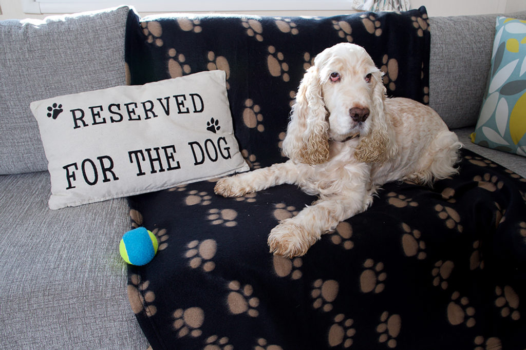 Dog in static caravan